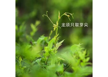 喝茶之前，先了解來鳳藤茶功效
