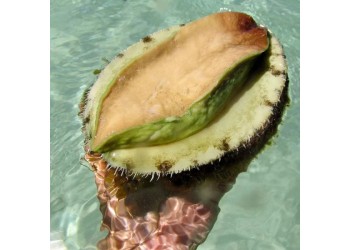 進(jìn)口澳大利亞鮑魚(yú)清關(guān)的那些事
