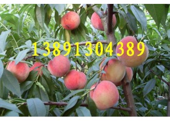 陜西早熟毛桃價(jià)格，中二，中三毛桃，突圍毛桃產(chǎn)地行情